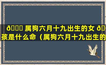 🐛 属狗六月十九出生的女 🪴 孩是什么命（属狗六月十九出生的女孩是什么命格）